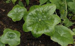 江邊一碗水-武當草藥