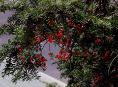 紅豆杉-武當草藥